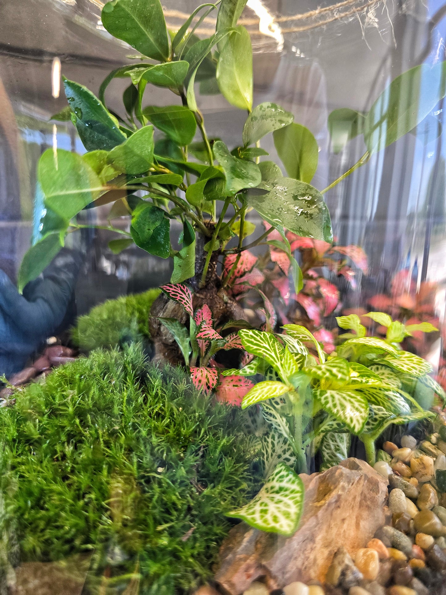 Терариум Фантазия