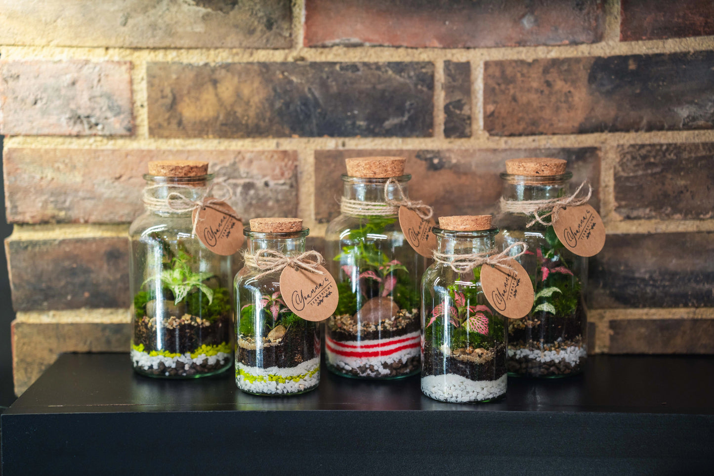 Терариум Бутилка Еволюция