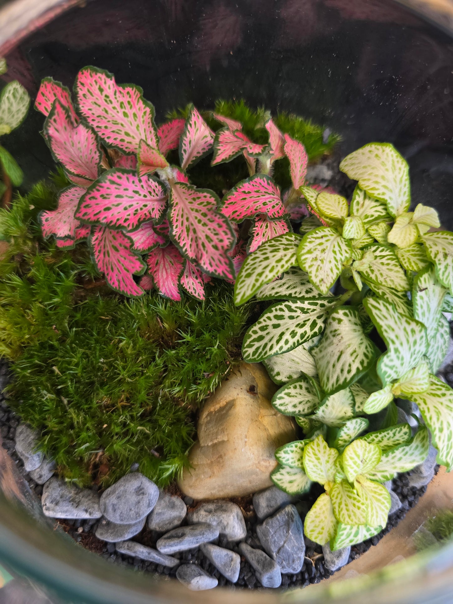 Терариум Мини Фантазия